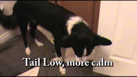 Resource Guarding Body Language