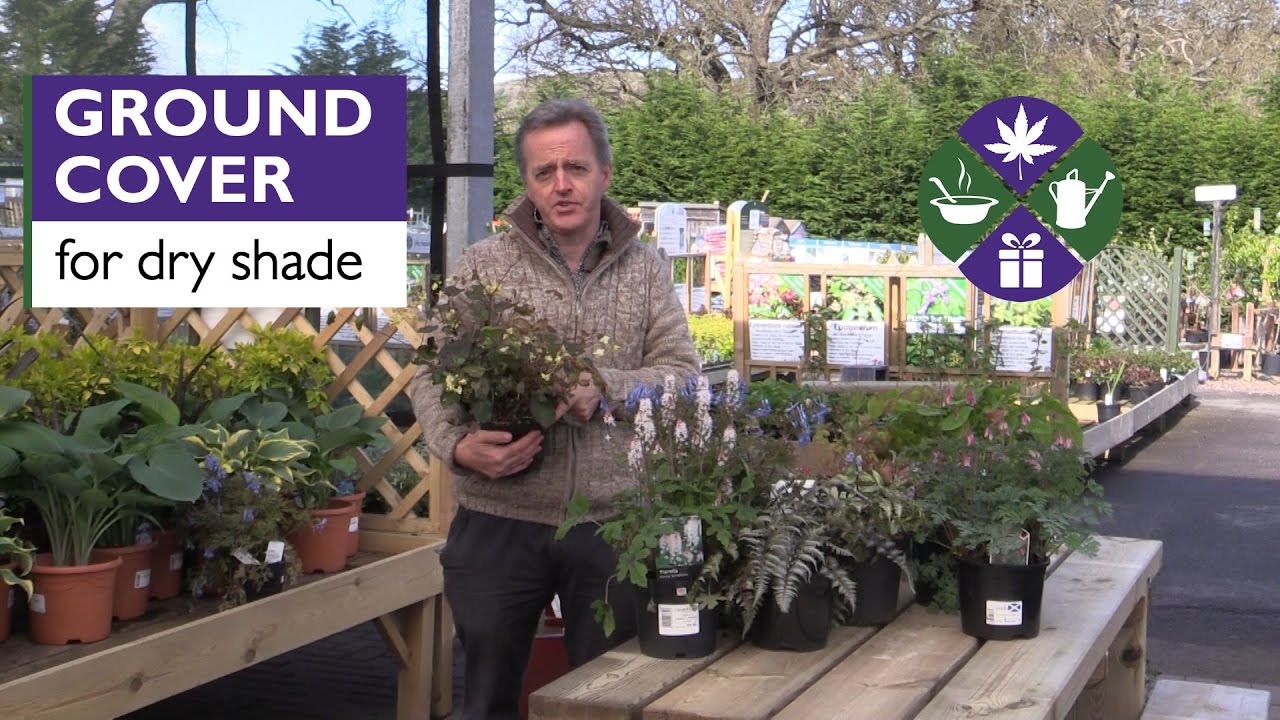 Ground cover plants for under trees