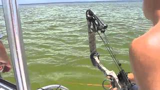 Bowfishing Stingrays In Florida