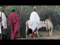 SAMBURU WEDDING: Warriors Arrive & Sheep Slaughtered at Doorstep