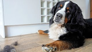Brushing my Bernese Mountain Dog. His tips for other dogs how to make it more fun