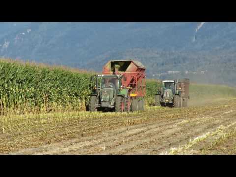 วีดีโอ: วิธีบอกความแตกต่างระหว่าง Feed Corn