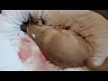 Chihuahua's Incredible Birth: Welcoming 3 New Puppies!