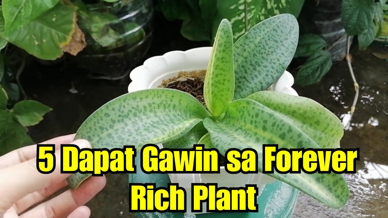 5 Dapat Gawin Sa Forever Rich Plant YouTube 5-dapat-gawin-sa-forever-rich-plant-youtube