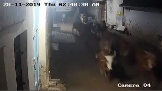 Dog tries to protect livestock against a wild lion!!!