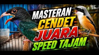 Super ..!; Masteran burung cendet juara dengan  Tengkek Buto nembak rapat dan kasar #burungcendet,#
