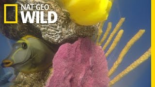 Fish Safety in the Fish Bowl | Fish Bowl XXL