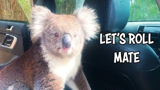 Ozzy Man Reviews Koala In A Car