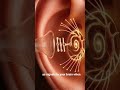 Ear Animation #animation #human #insight #shorts