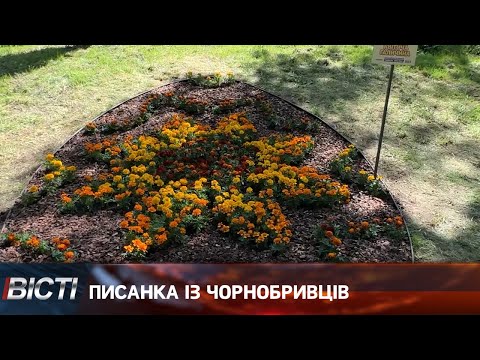 Писанка із чорнобривців