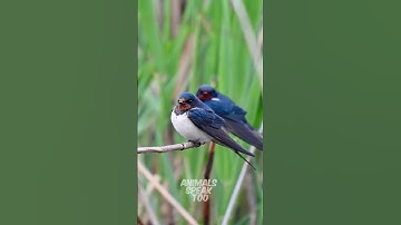 Thumbnail of Barn Swallow : Hear its sweet chirping! 😍 #shorts