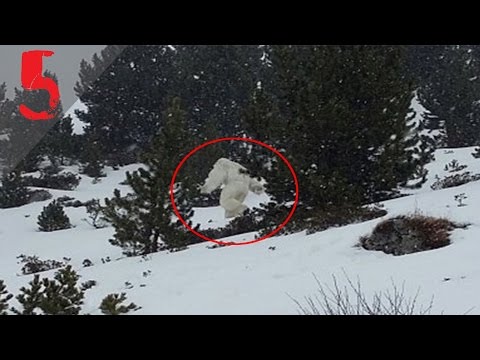 Top 5 - Species Of Bigfoot On Earth