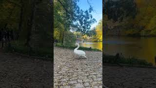 Ukraine Uman Sofiyivskyi Park Autumn Vivienne and the Swan. Україна Осінь Умань Собака та Лебідь