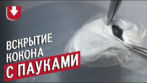 Слабонервным не смотреть! Множество ядовитых пауков в одном коконе