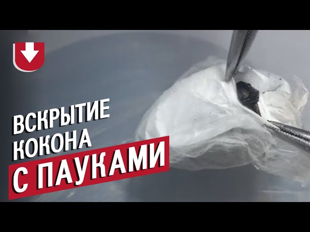 Слабонервным не смотреть! Множество ядовитых пауков в одном коконе