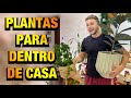 OPÇÕES de PLANTAS para ter DENTRO de CASA | Henrique Buttler