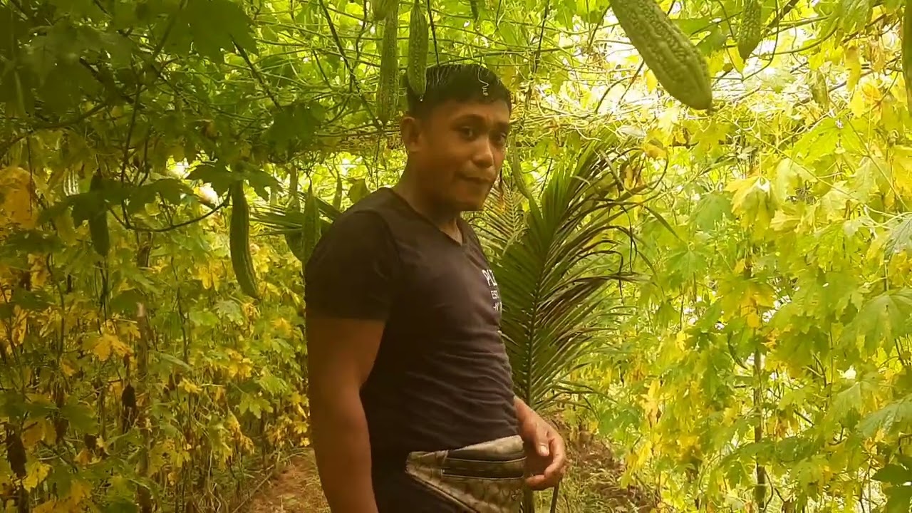 mga dahilan ng paninilaw ng ampalaya.