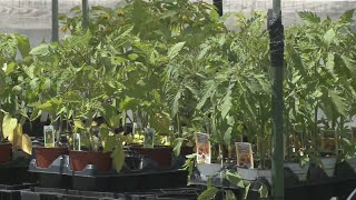 Cover sensitive plants to protect from potential overnight frost