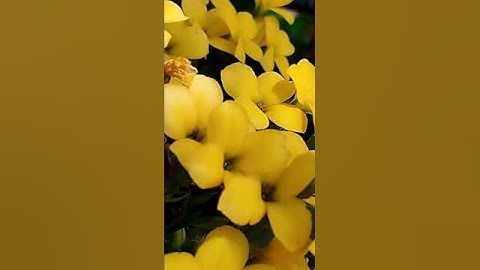 Thumbnail of Somewhere Over The Rainbow - Israel Kamakawiwo'ole  #popmusic