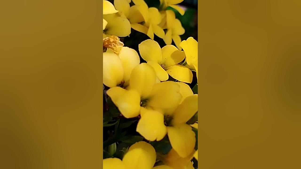 Somewhere Over The Rainbow - Israel Kamakawiwo'ole  #popmusic