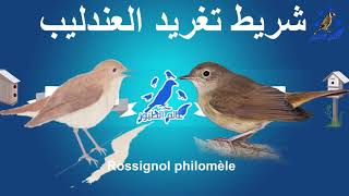 شريط تغريد العندليب rossignol ???