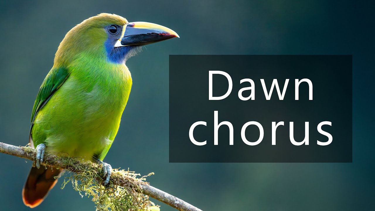 Soft dawn chorus in the rainforest - YouTube