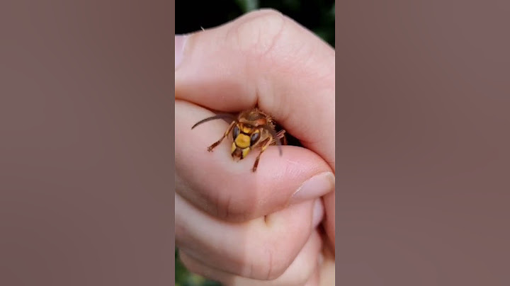 Prendre un frelon européen à la main [Ne faites pas ça chez vous !]