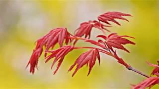 綾部　水源の里　市志の花々　　2018年4月14日