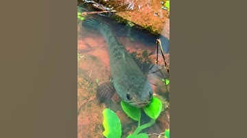 Cá lóc ở con suối nhỏ #cacconvat #docla #fishing