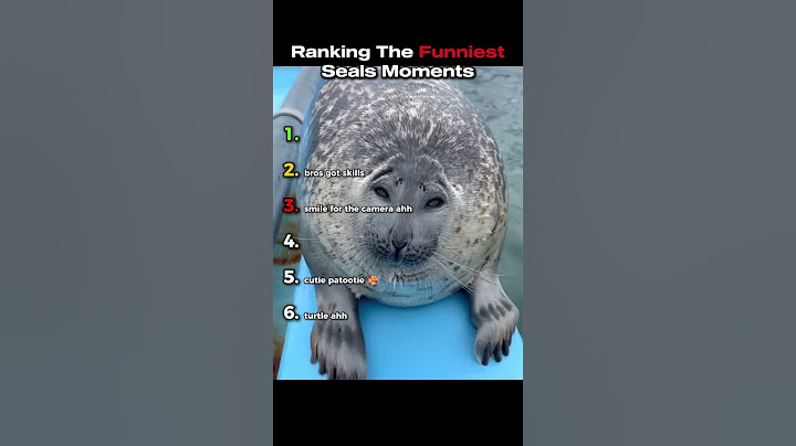 Ranking The Funniest Seals Moments #funny