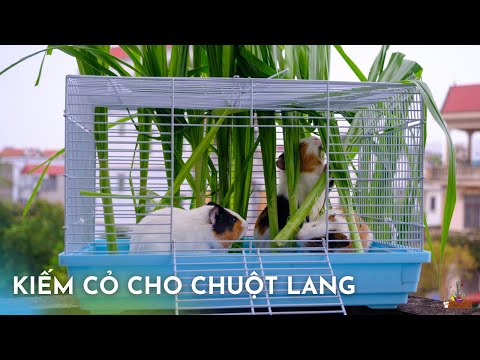 Video Đi tìm và cắt cỏ nuôi Chuột Lang (Bọ ú) như thế nào - youtube