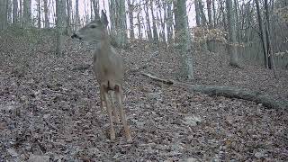 Epic Trail Cam Footage of White Tail Deer, Bobcats, and Coyote Packs!