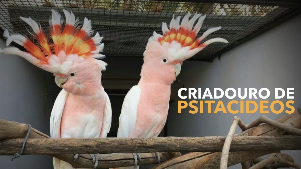 Um dos maiores criadouros de AVES EXÓTICAS do Brasil | #BIRDTV - YouTube