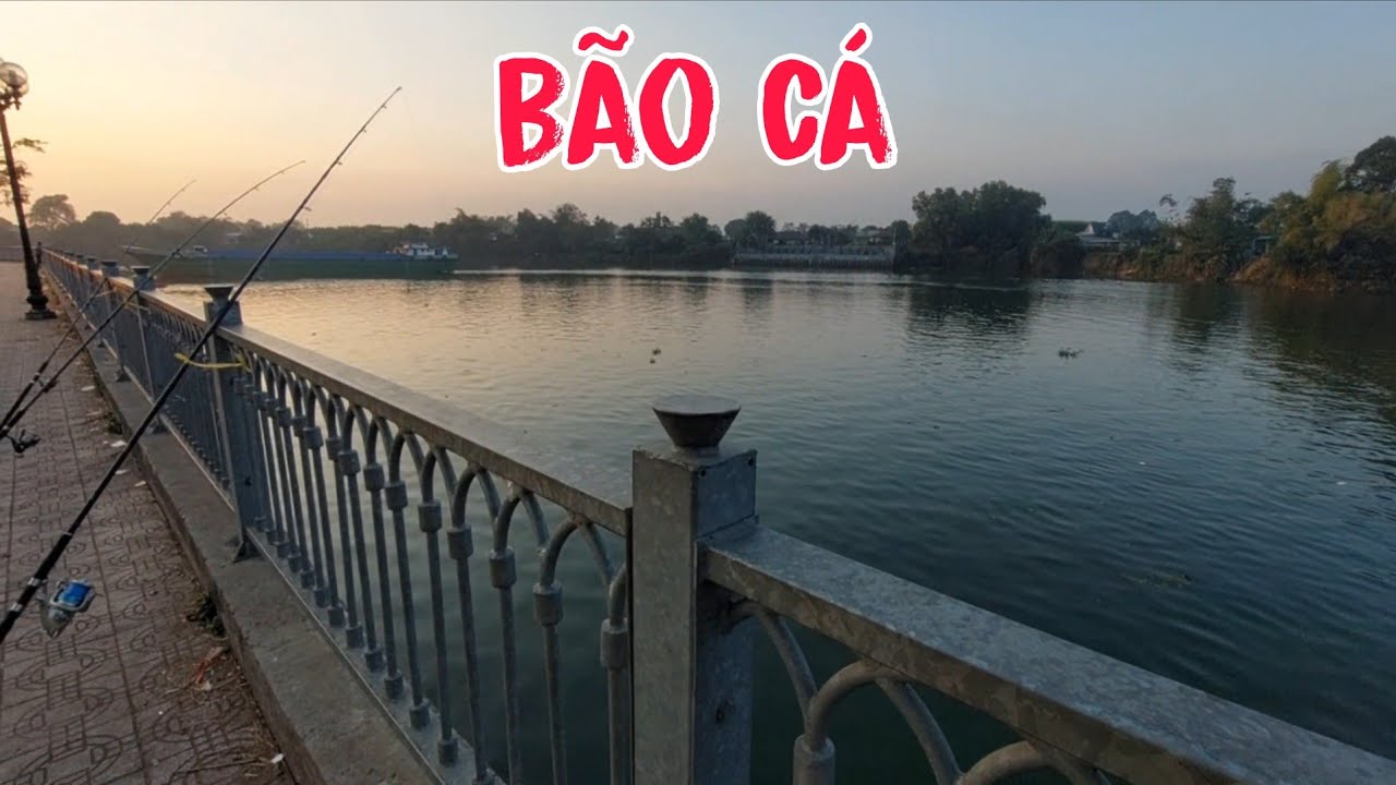 Bão Cá Sông Đồng Nai  Bãi Câu Nhiều Cá Khủng  Đúng Như Lời Đồn