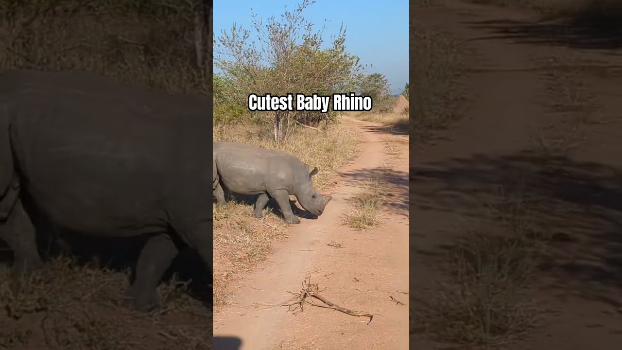 Cutest Baby Rhino And His Mom Spotted On Safari