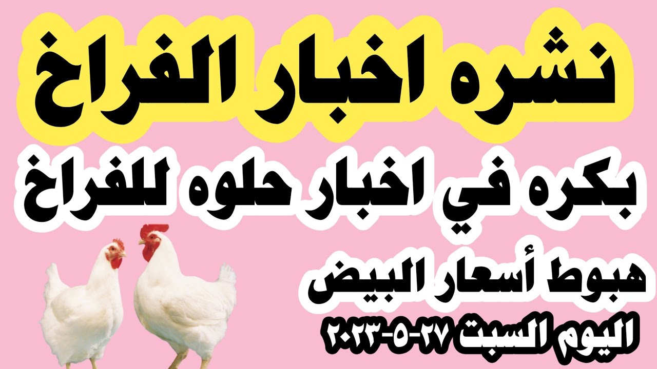 اسعار الفراخ البيضاء سعر الفراخ البيضاء اليوم السبت ٢٧-٥-٢٠٢٣ جملة وقطاعي في المحلات في مصر اسعار الفراخ البيضاء سعر الفراخ البيضاء اليوم السبت ٢٧-٥-٢٠٢٣ جملة وقطاعي في المحلات في مصر