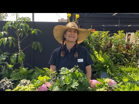 Vídeo: Daphne Plant Care: com aconseguir que floreixi les Daphnes d'hivern