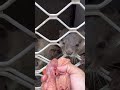 otter ciki ciko mamam