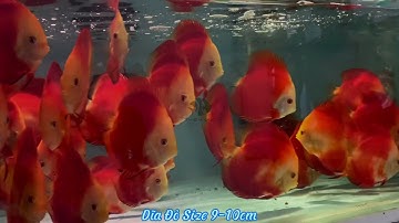 Cá dĩa đỏ size 9-10cm ll Cá dĩa siêu đẹp trại cá Thiên đức
