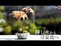 【モミジ】茜の挿し木の鉢上げ→豆盆栽へ！【盆栽Q】