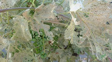 Resurgence of Western Grapeleaf Skeletonizer in California Vineyards