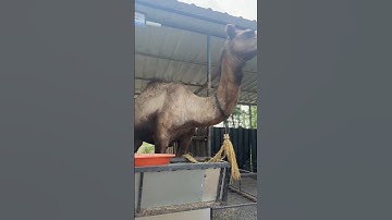 Thumbnail of #music #remix #song #pizza #funny #camel #trip