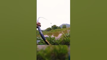 Câu cá tự nhiên là bo còng lưng✅Câu cá #moclure #cauca #fishing #shorts