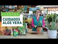 Aloe Vera: cómo trasplantar y cuidados | Plantas suculentas en VERDECORA