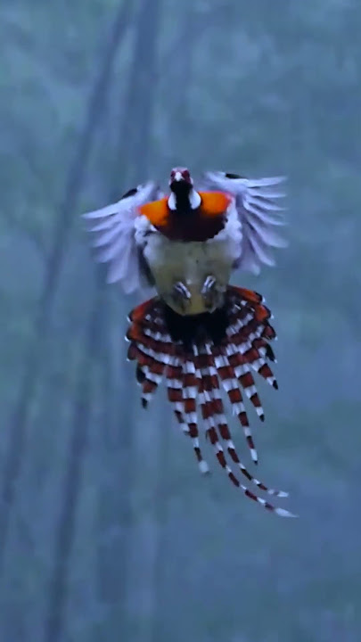 Beautiful tet bird #wildchirpingbird #bird