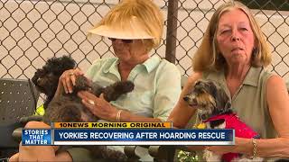 Yorkies recovering after hoarding rescue