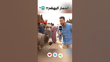 واش عمرك تخيلتي تشوف حمار كيهضر الذكاء الاصطناعي قلب الموازين Ai Veo3 