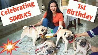 Simba's Pug Party on Bday| Cute & Funny Video 🐾🐶