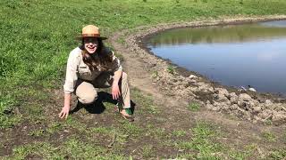 California Newt Super Powers