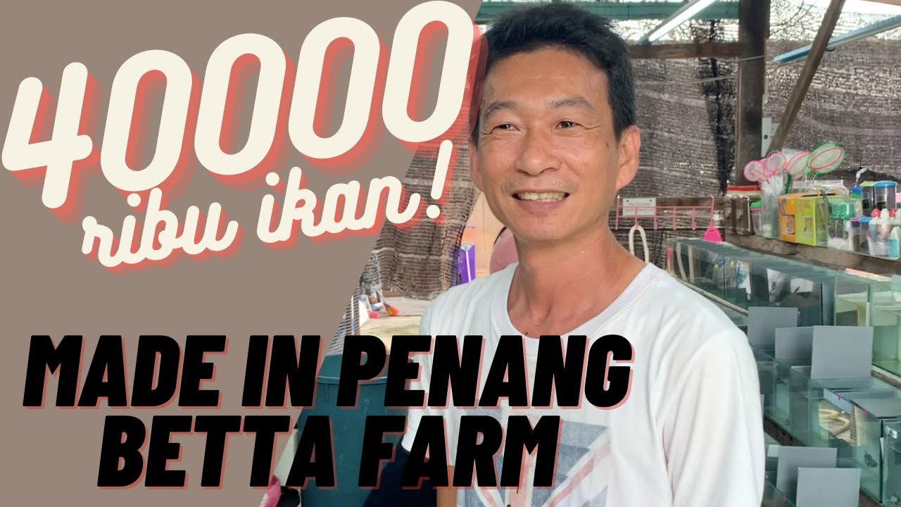 MADE IN PENANG BETTA FARM || BREEDER 9 TAHUN || VLOG